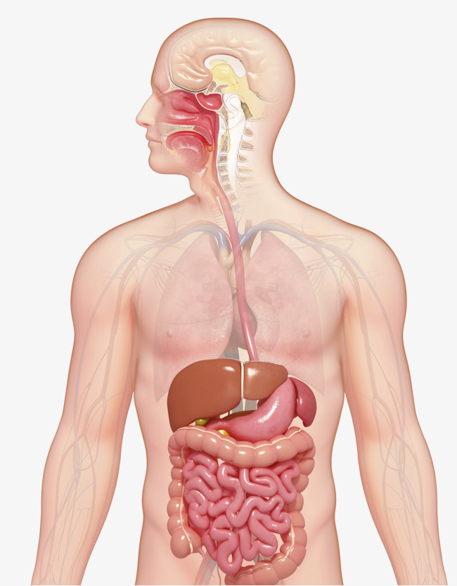 Human Digestive System, Gastrointestinal, Human Body, Organ Png And Psd - Digestive System, Transparent background PNG HD thumbnail