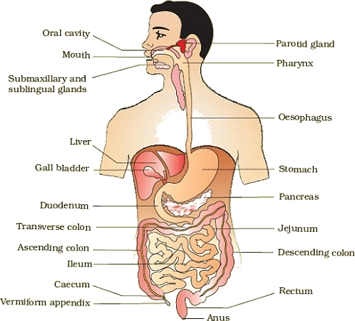 Image Showing The Human Digestive System. - Digestive System, Transparent background PNG HD thumbnail