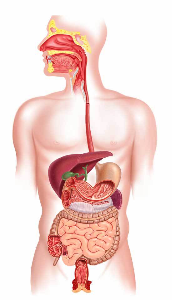 3D human body digestive syste
