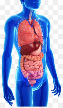Png - Digestive System, Transparent background PNG HD thumbnail