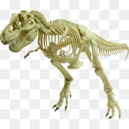 Dinosaur Fossil, Dinosaur, Bone, White Fossil Png Image - Dinosaur Bones, Transparent background PNG HD thumbnail