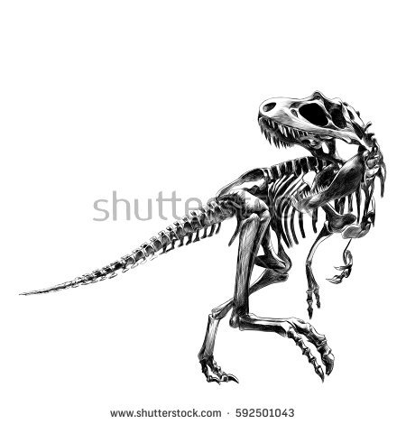 Dinosaur Skeleton Tyrannosaurus, Bone, Black And White Drawing, Drawings, Sketch, Vector - Dinosaur Bones, Transparent background PNG HD thumbnail