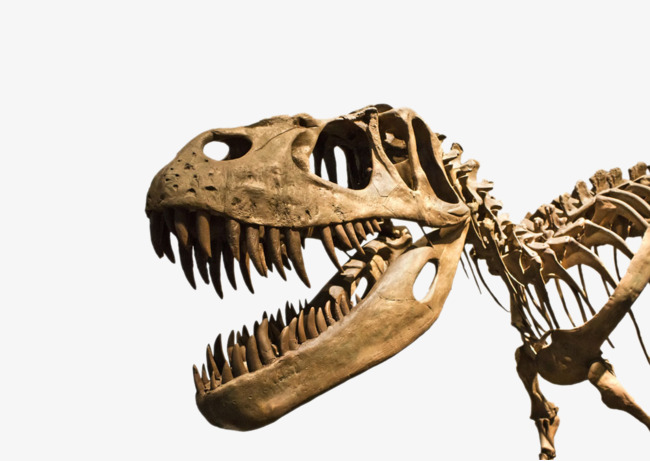 Hd Dinosaur Fossils, Dinosaur, Dinosaur Fossil, Fossil Free Png Image - Dinosaur Bones, Transparent background PNG HD thumbnail