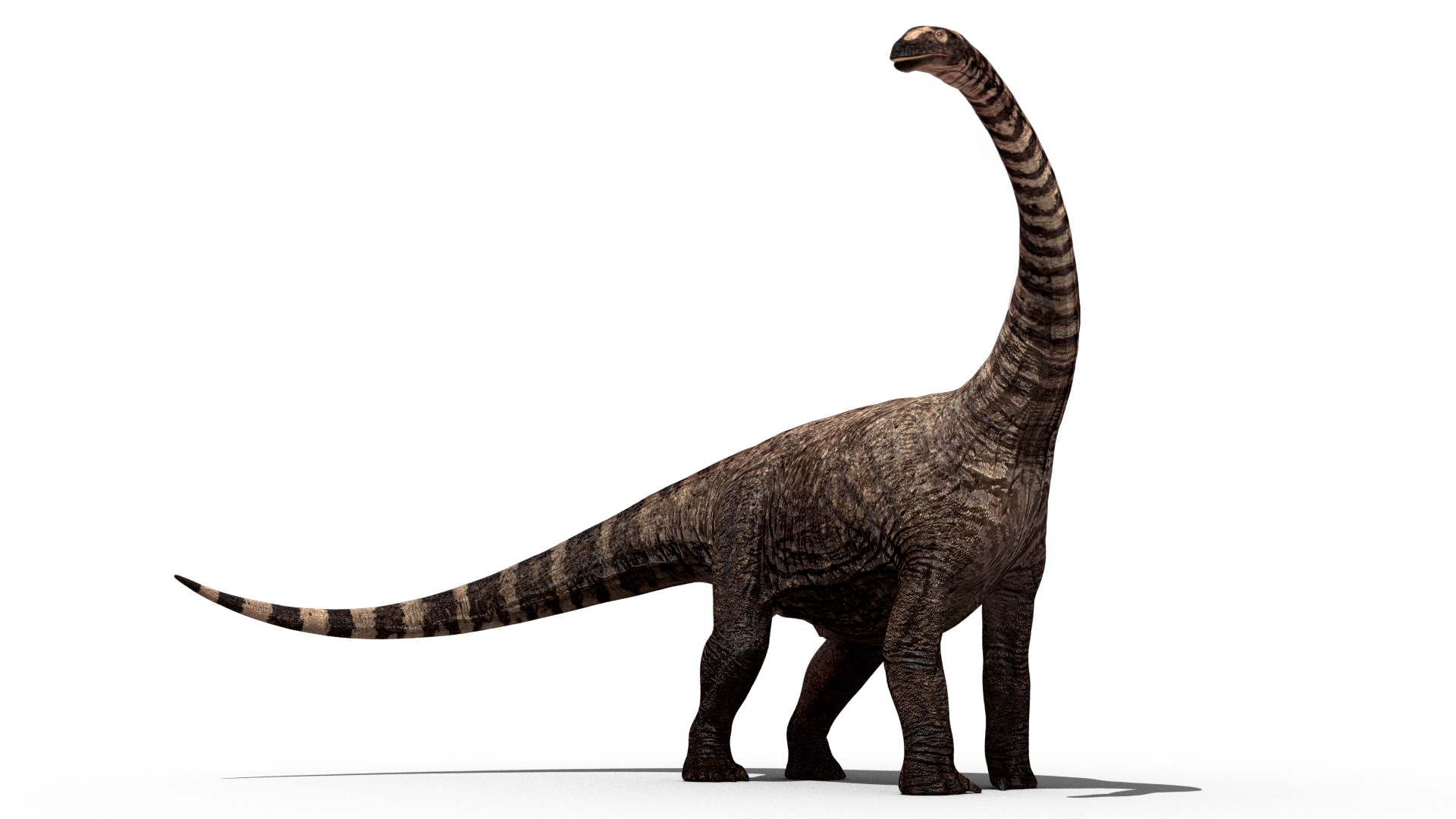 Rhohetosaurus - Dinosaur Bones, Transparent background PNG HD thumbnail