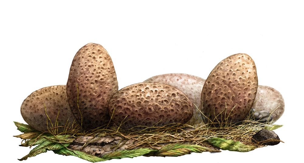 The Mothers Trying To Protects Them From The Egg Stealers Like Ornithomimus Dromiecomimus Struthiomimus And Gallimimus. - Dinosaur Egg, Transparent background PNG HD thumbnail