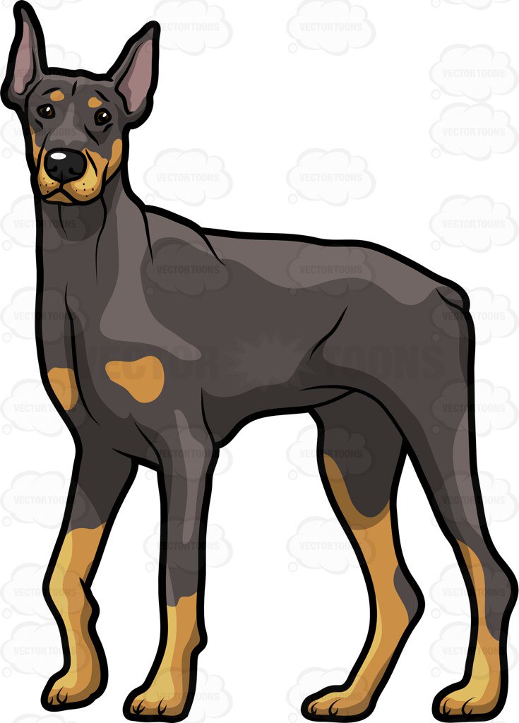 An Adult Black Dog With Tan Details Walks To Face The Camera - Doberman Face, Transparent background PNG HD thumbnail