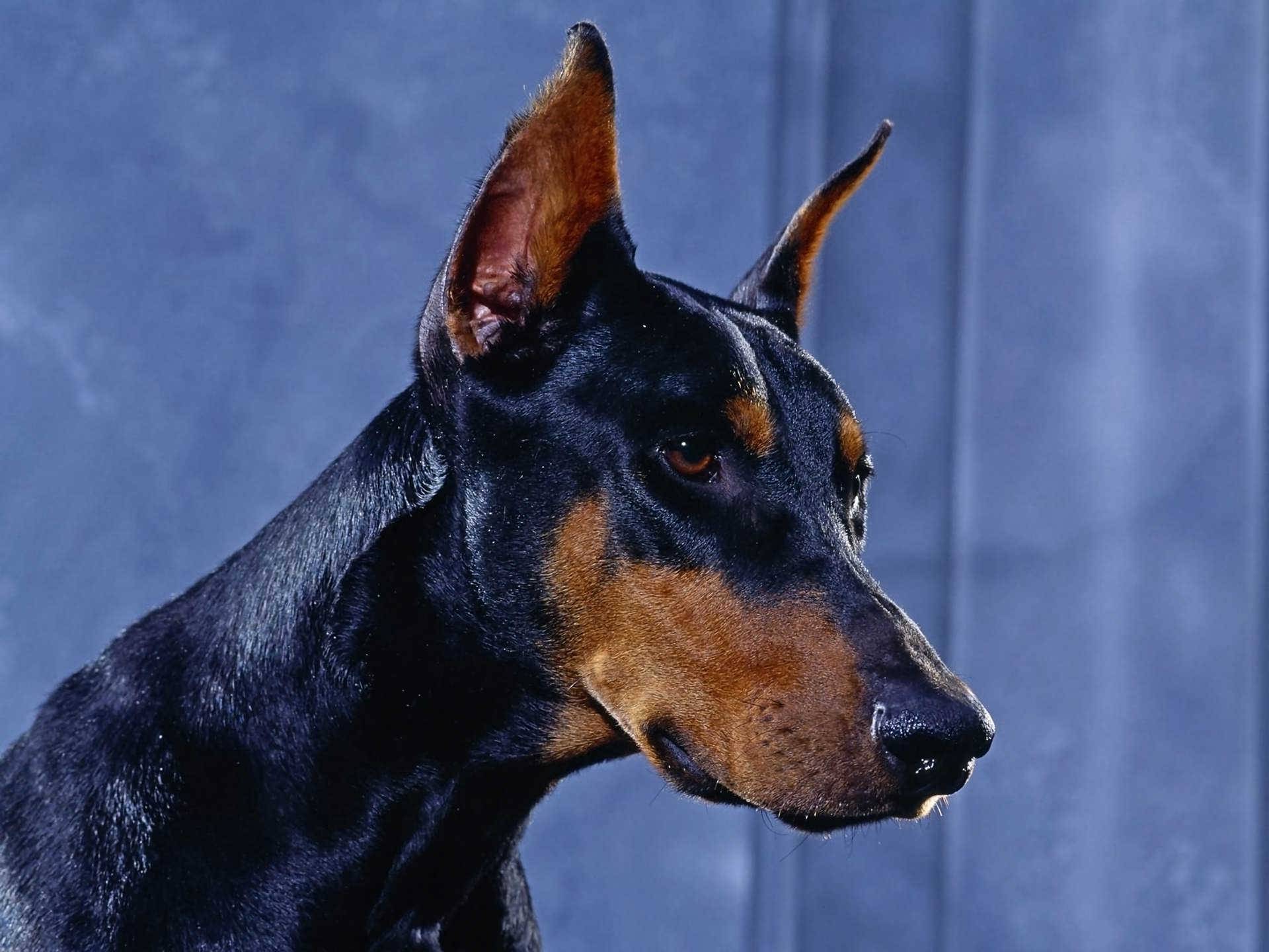 Animal   Doberman Pinscher Animal Dog Face Close Up Wallpaper - Doberman Face, Transparent background PNG HD thumbnail