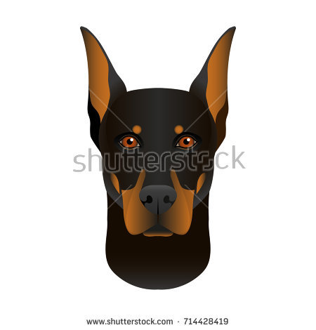Isolated Colorful Head And Face Of Doberman Pinscher On White Background. Line Color Flat Cartoon - Doberman Face, Transparent background PNG HD thumbnail
