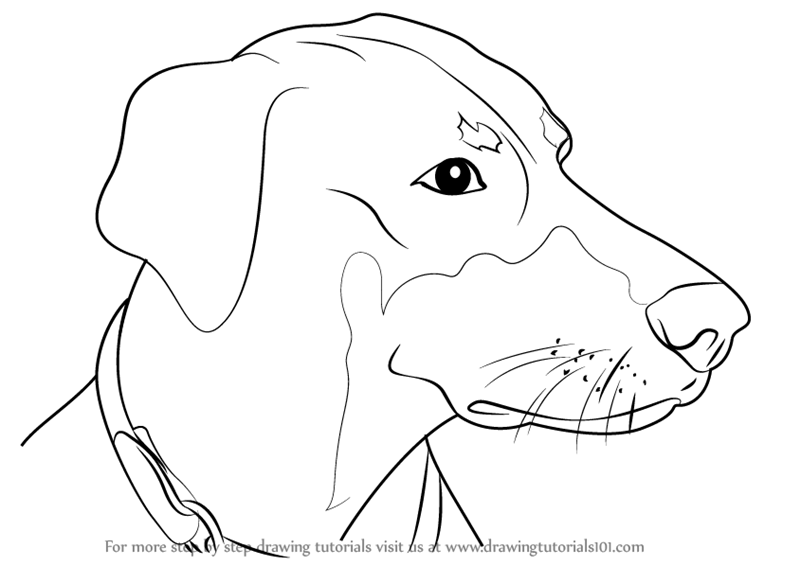 Learn How To Draw Doberman Face (Dogs) Step By Step : Drawing Tutorials - Doberman Face, Transparent background PNG HD thumbnail