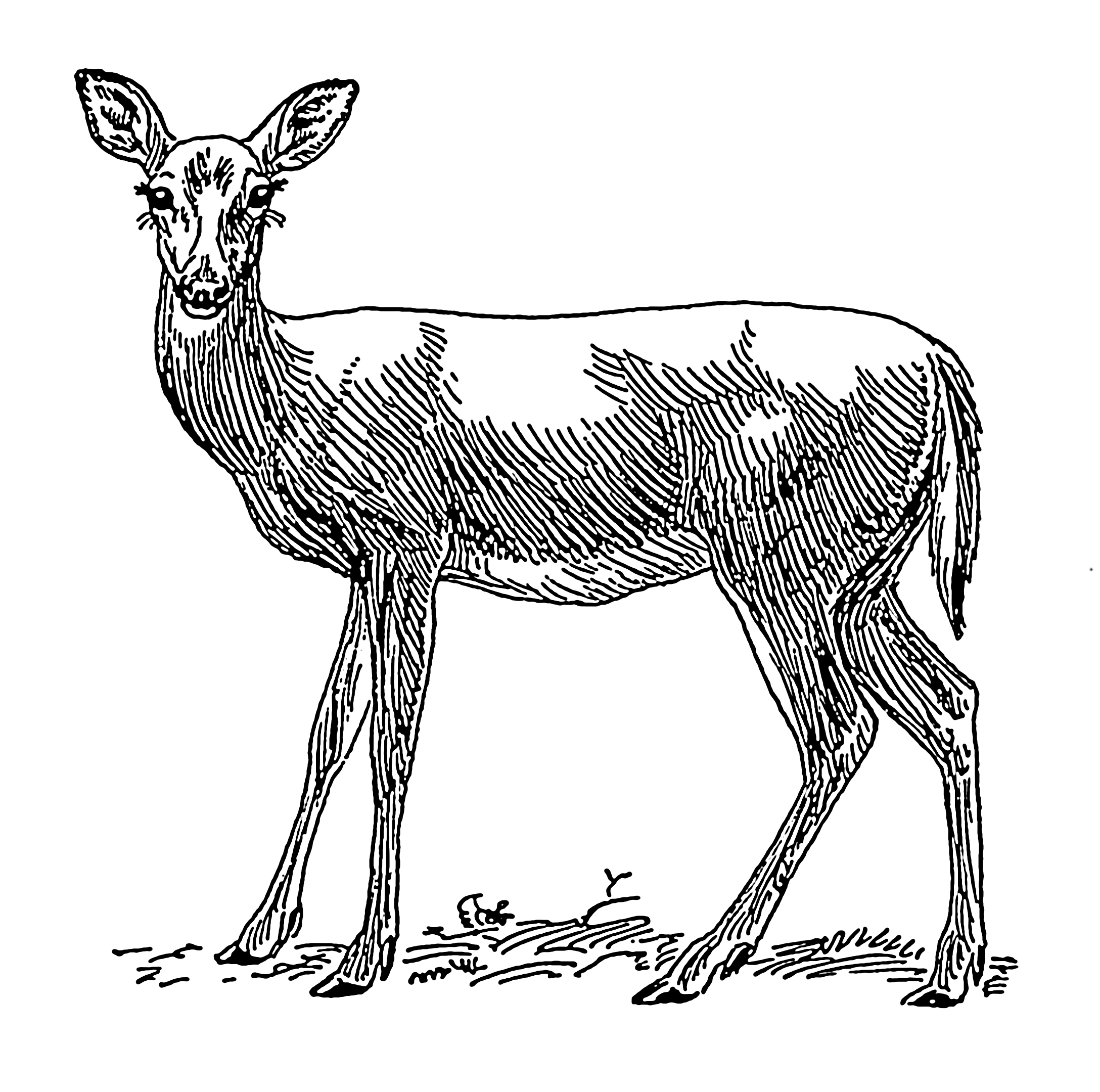 File:doe 1 (Psf).png - Doe Black And White, Transparent background PNG HD thumbnail