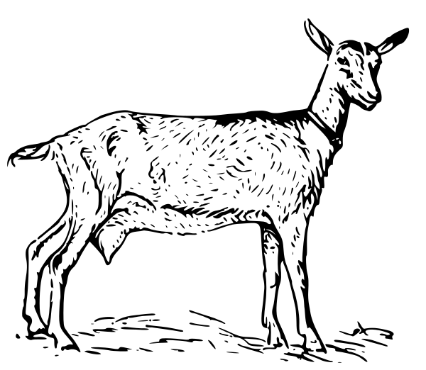 Free Doe Goat Clipart, 1 Page Of Free To Use Image - Doe Black And White, Transparent background PNG HD thumbnail