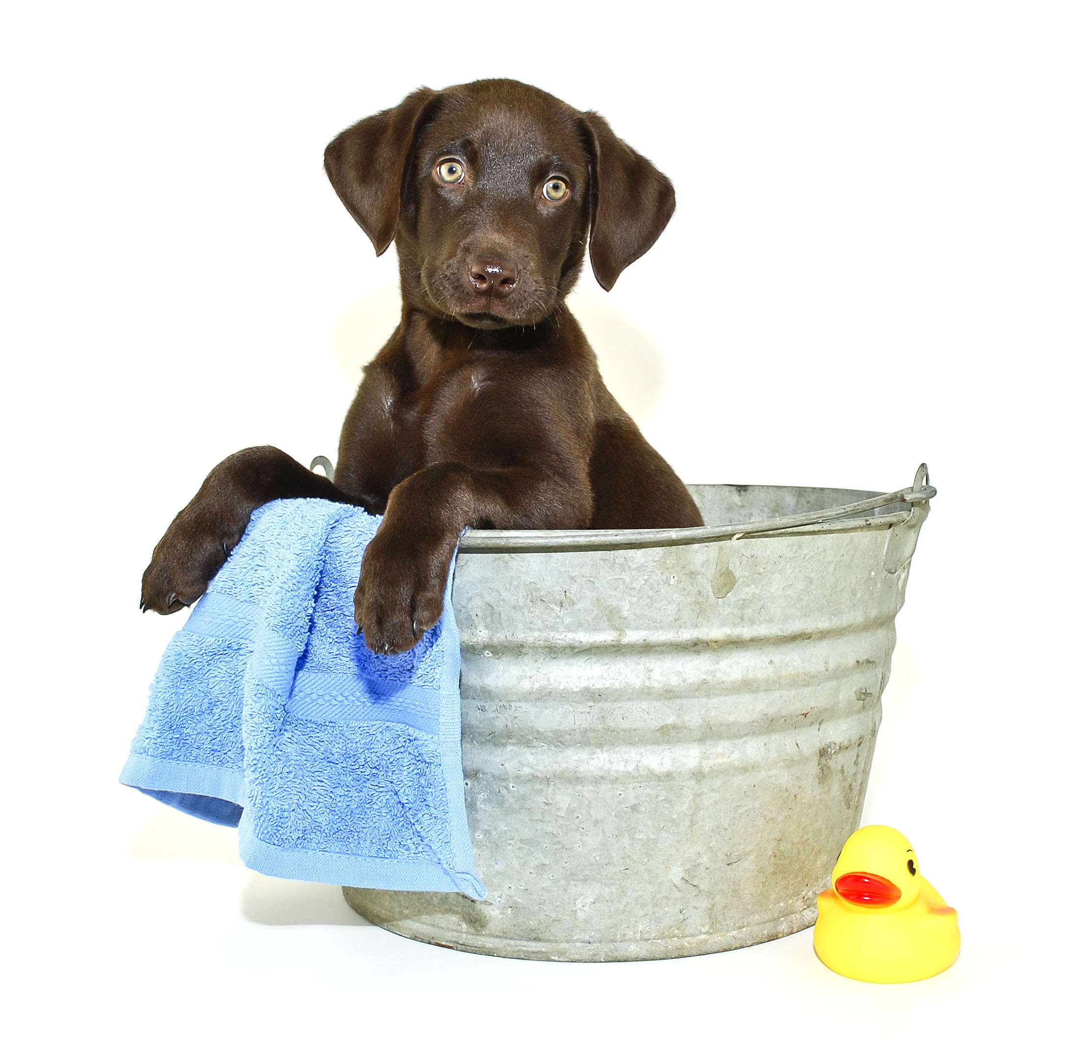 All Natural Pet Dip - Dog Bath, Transparent background PNG HD thumbnail