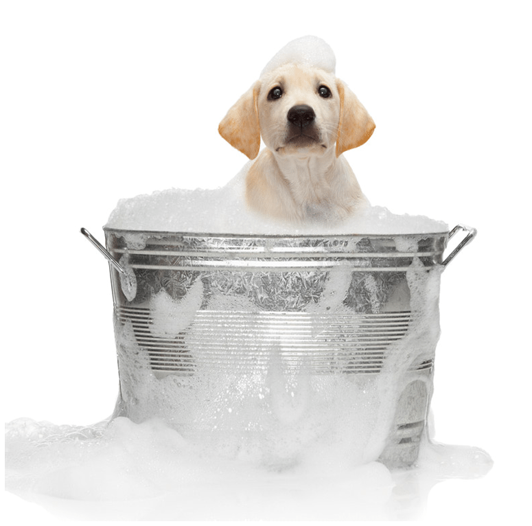 Bathing A Dog - Dog Bath, Transparent background PNG HD thumbnail