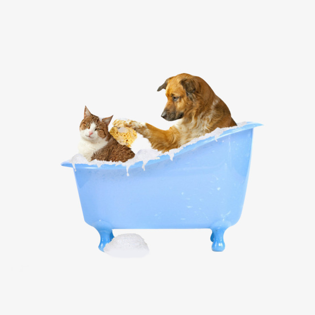 Cute Dogs And Cats, Cat Bath, Pet Grooming, Meng Chong Png Image And - Dog Bath, Transparent background PNG HD thumbnail