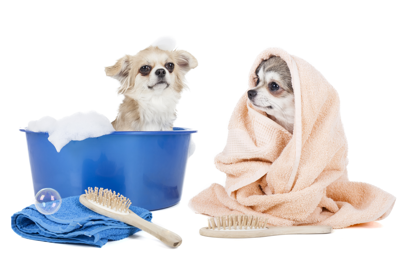 Diy Dog Wash Is Available From Most Pet City Stores - Dog Bath, Transparent background PNG HD thumbnail