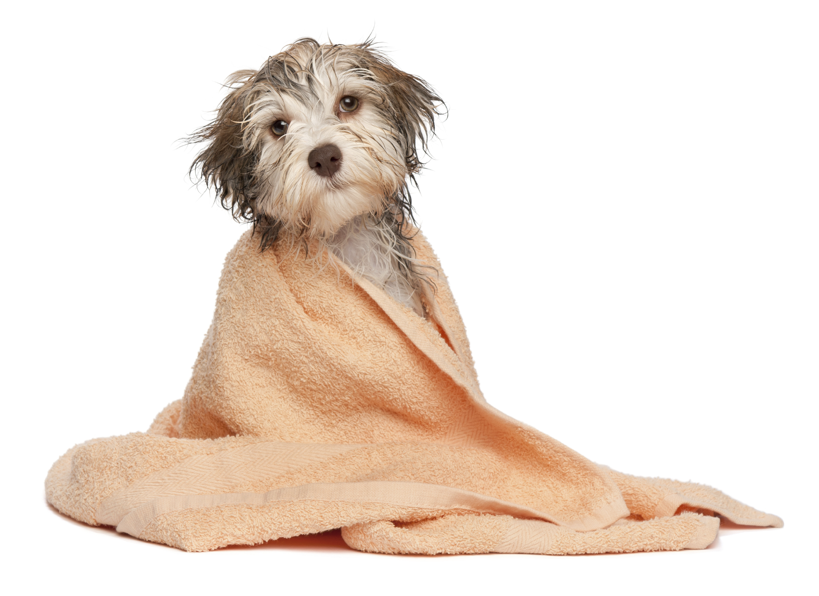 Dog Grooming: Itu0027S Not Just For Purse Dogs Anymore - Dog Bath, Transparent background PNG HD thumbnail