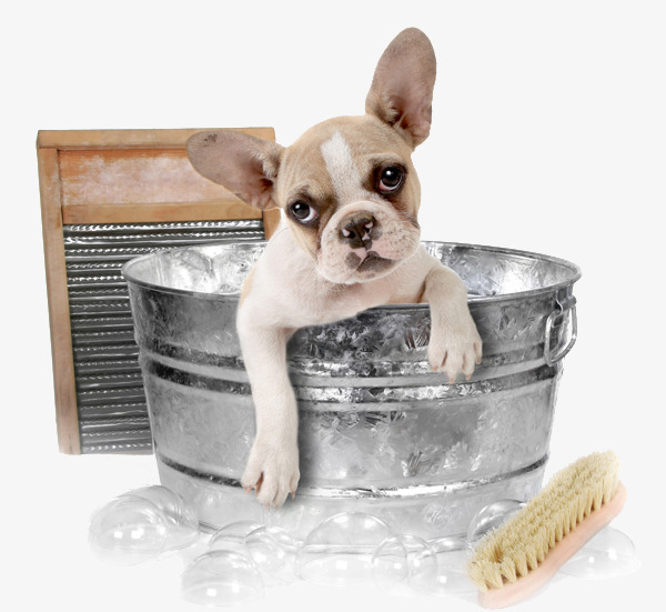Dog In The Bath, Animal, Pet, Dog Png Image And Clipart - Dog Bath, Transparent background PNG HD thumbnail