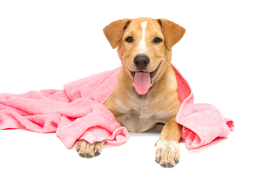 Pet Wash - Dog Bath, Transparent background PNG HD thumbnail