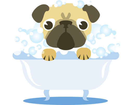 Pug Bathing - Dog Bath, Transparent background PNG HD thumbnail