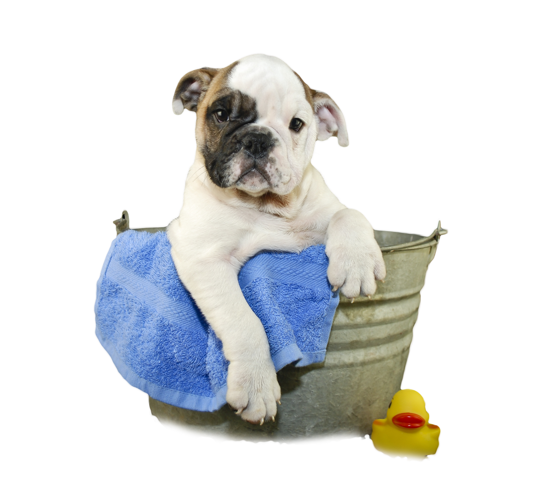 Tips To Make Bath Time More Fun - Dog Bath, Transparent background PNG HD thumbnail