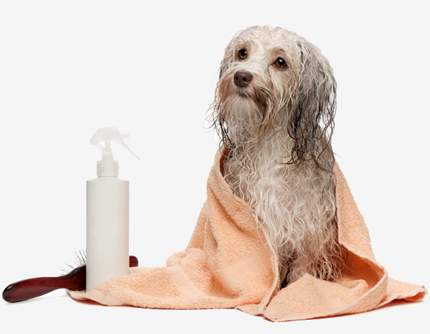 Woof Wash Mobile Dog Grooming   Vancouver, West Vancouver, North Vancouver. Dog Grooming - Dog Bath, Transparent background PNG HD thumbnail