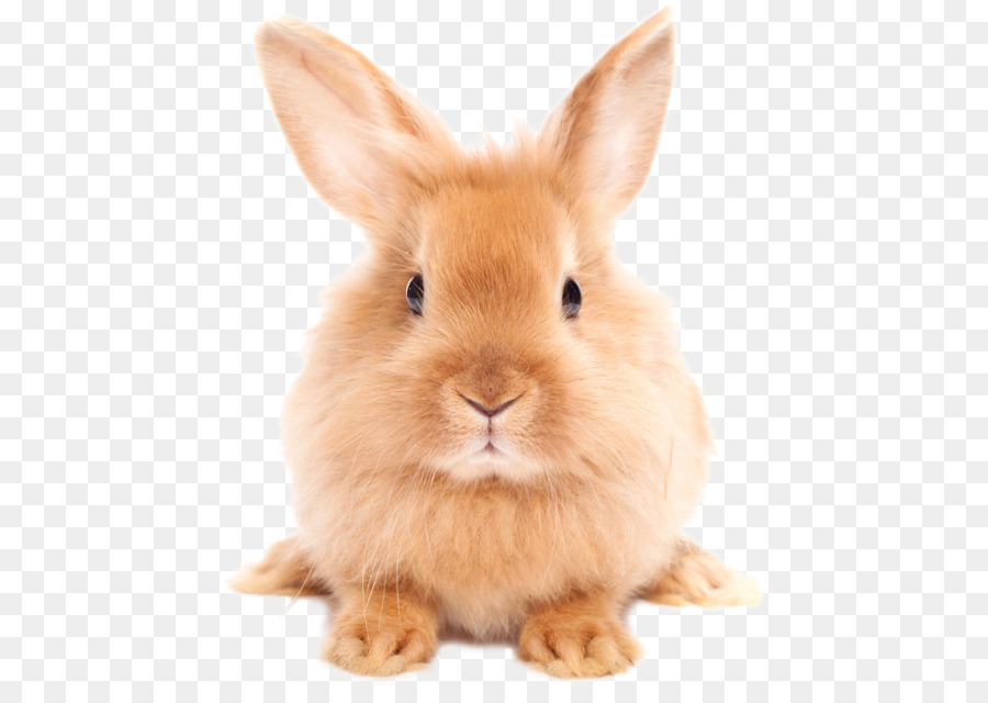 Dog Cat Rabbit Pet Dictionary   Easter Rabbit Png Hd - Dog, Transparent background PNG HD thumbnail