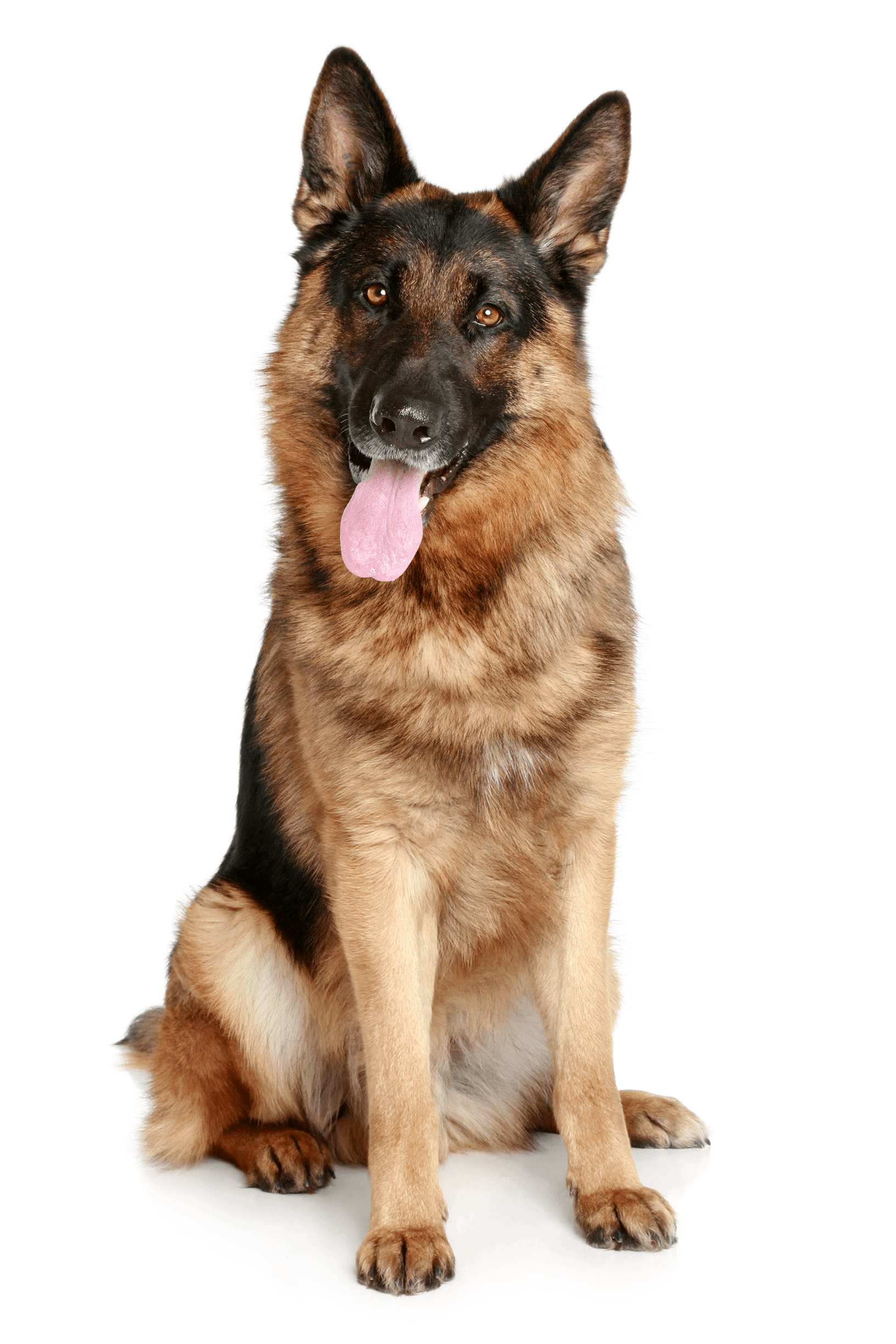 German Sheepdog From The Front Hd - Dog, Transparent background PNG HD thumbnail
