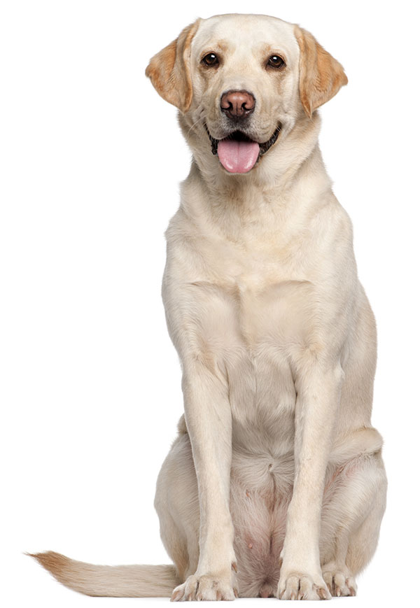 Labrador Retriever - Dog, Transparent background PNG HD thumbnail