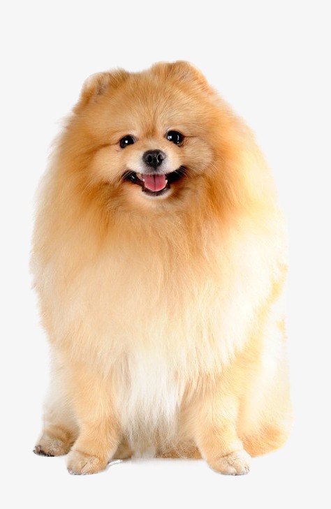 Puppy, Hd, Small Dog, Hiromi Png Image And Clipart - Dog, Transparent background PNG HD thumbnail