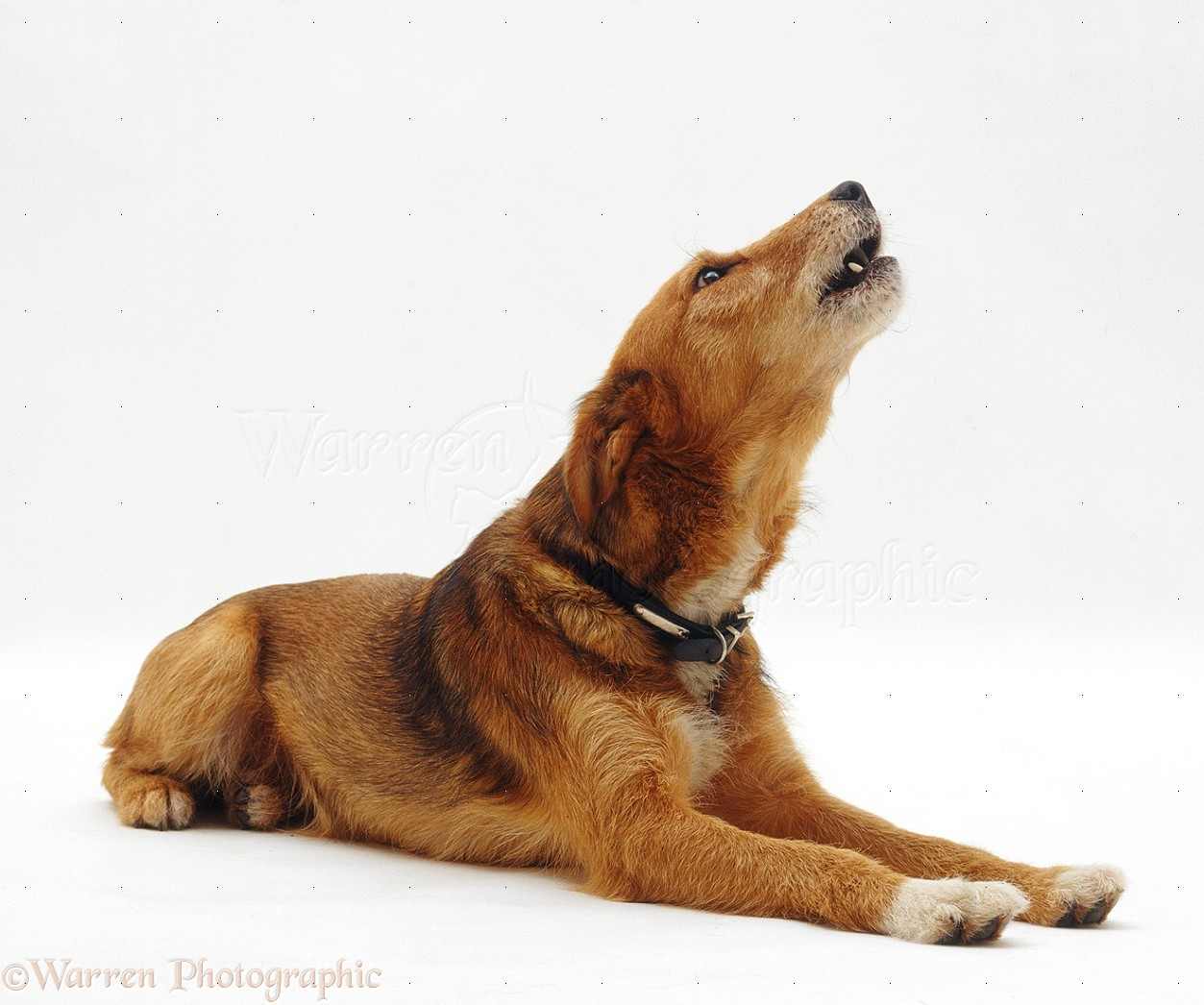 22965 Dog Howling White Background - Dog Howling, Transparent background PNG HD thumbnail