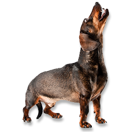 Howling Dog - Dog Howling, Transparent background PNG HD thumbnail