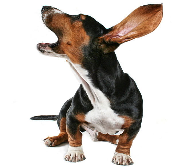 Why Dogs Howl - Dog Howling, Transparent background PNG HD thumbnail