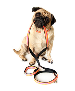 Leashes - Dog Leash, Transparent background PNG HD thumbnail