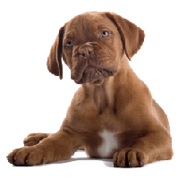 Dog Png Image Picture Download Dogs Png Image - Dog, Transparent background PNG HD thumbnail