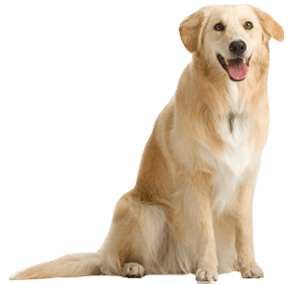 Dog Png Image Picture Download Dogs Png Image - Dog, Transparent background PNG HD thumbnail