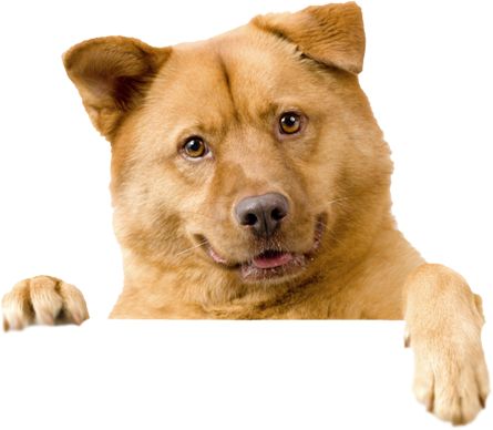 Png Transparent Dog   Recherche Google - Dog, Transparent background PNG HD thumbnail