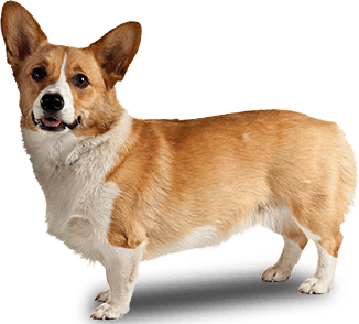 Corgi Dog Side View - Dog Transparent Background, Transparent background PNG HD thumbnail