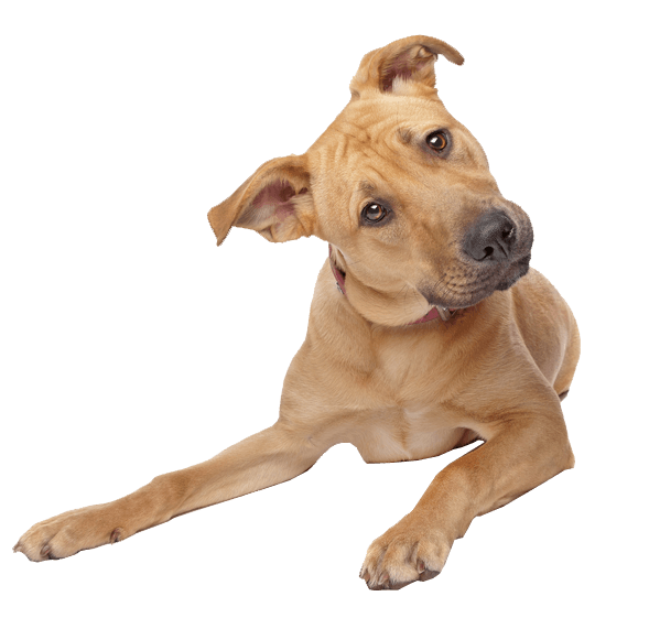 Dog PNG Transparent Backgroun