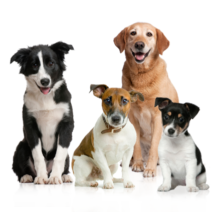 Dogs PNG Picture 22150