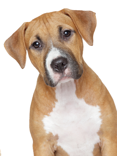 Dog Png Image, Picture, Download, Dogs - Dog Transparent Background, Transparent background PNG HD thumbnail