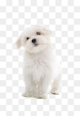 Cute-dog-transparent-backgrou