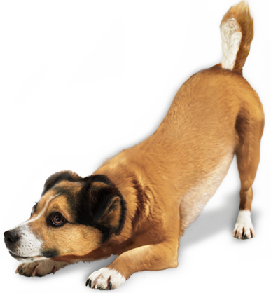 Dog PNG Transparent Backgroun