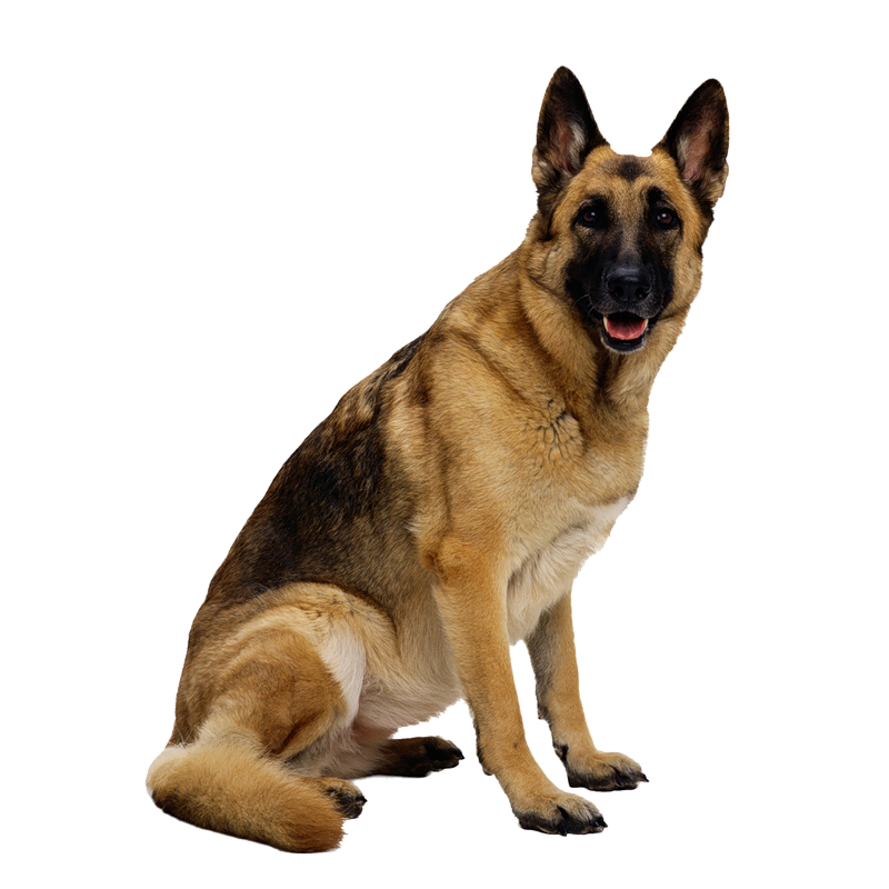 This High Quality Free Png Image Without Any Background Is About Dog, Doggy, Cute - Dog Transparent Background, Transparent background PNG HD thumbnail
