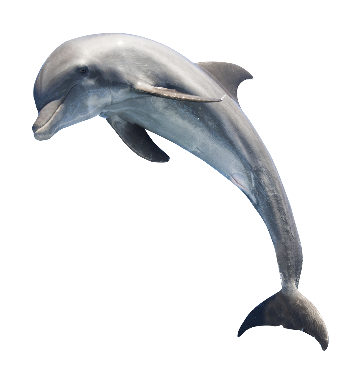 Dolphin Hd Png Hdpng.com 1208 - Dolphin, Transparent background PNG HD thumbnail
