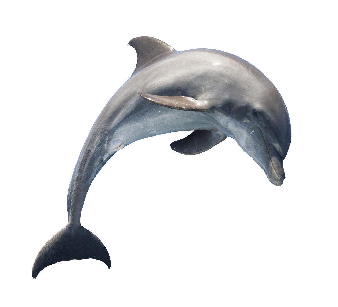 Dolphin Hd Png Hdpng.com 1294 - Dolphin, Transparent background PNG HD thumbnail