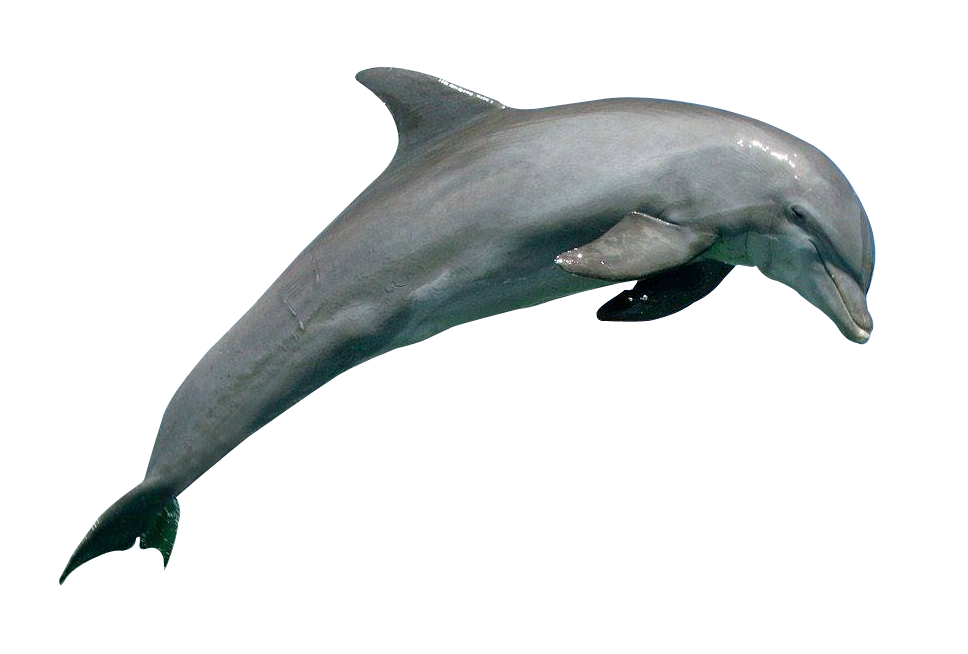 Dolphin Hd Png Hdpng.com 968 - Dolphin, Transparent background PNG HD thumbnail