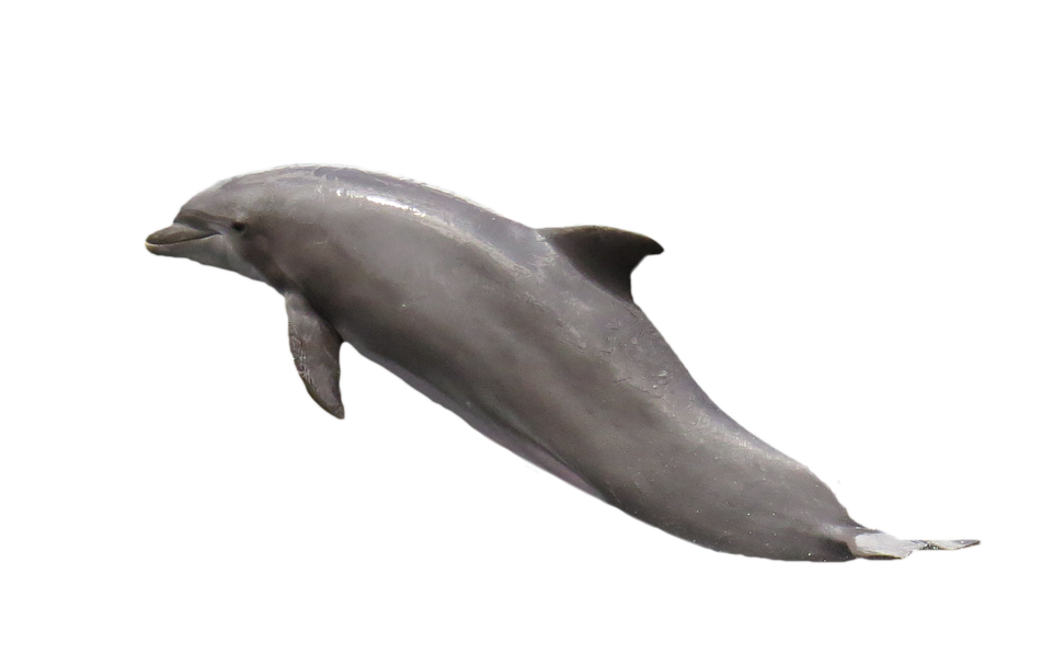 Dolphin, Isolated, Marine Mammals, Meeresbewohner - Dolphin, Transparent background PNG HD thumbnail