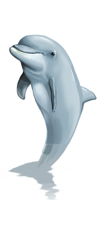 Dolphin, Png, Mammal - Dolphin, Transparent background PNG HD thumbnail
