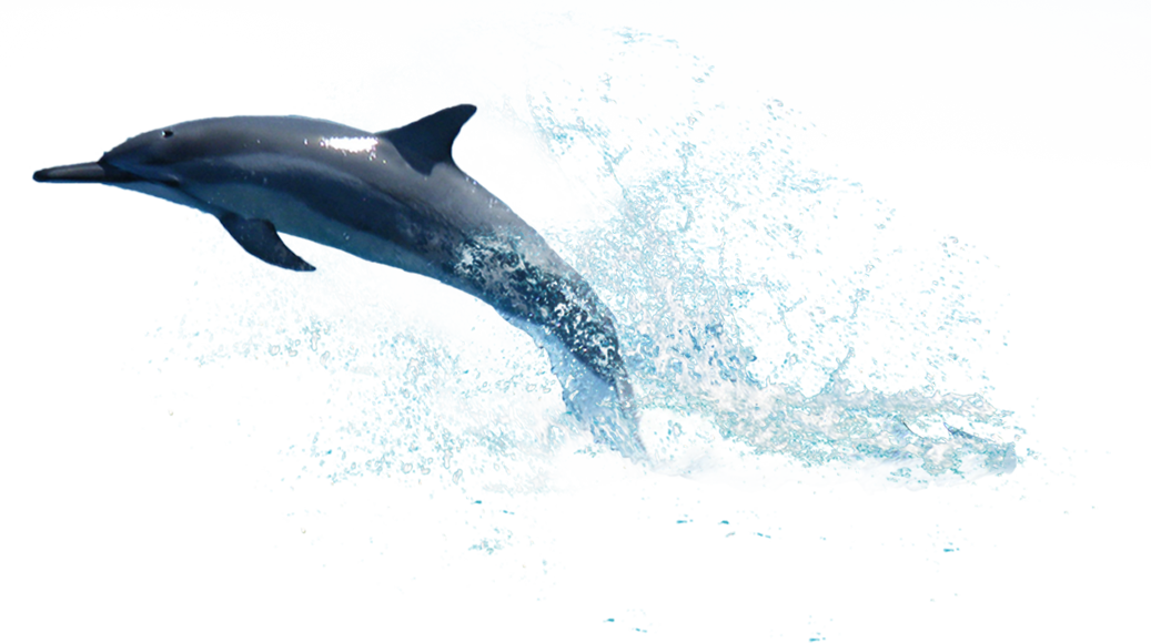 Dolphins Dolphins Dolphins - Dolphin, Transparent background PNG HD thumbnail