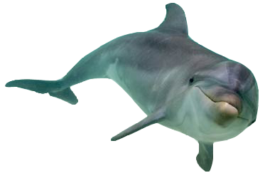 Png Dolphin Transparent - Dolphin, Transparent background PNG HD thumbnail